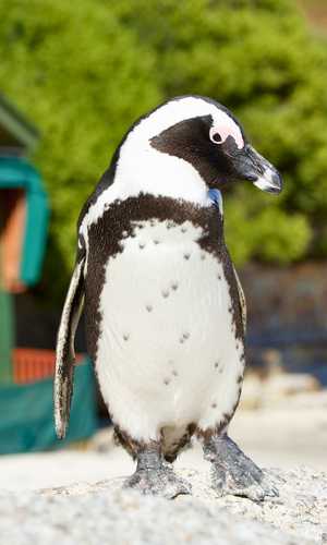 Book your hop-on hop-off sightseeing bus tour in Cape Town, South Africa – Official tickets, adjustable routes, and free cancellation in 2026